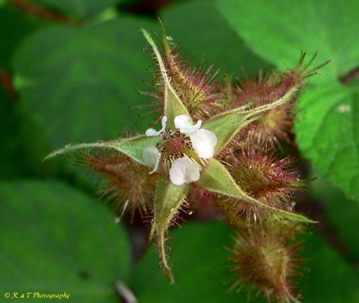 {Rubus phoenicolasius}